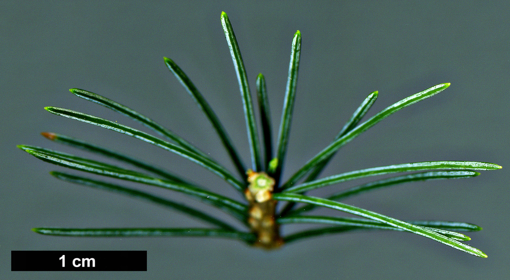 High resolution image: Family: Pinaceae - Genus: Picea - Taxon: alcoquiana - SpeciesSub: var. acicularis High resolution image: Family: Pinaceae - Genus: Picea - Taxon: alcoquiana - SpeciesSub: var. acicularis